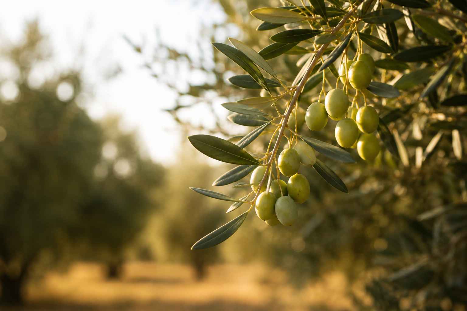 Ayvalık tipi zeytin ağacı